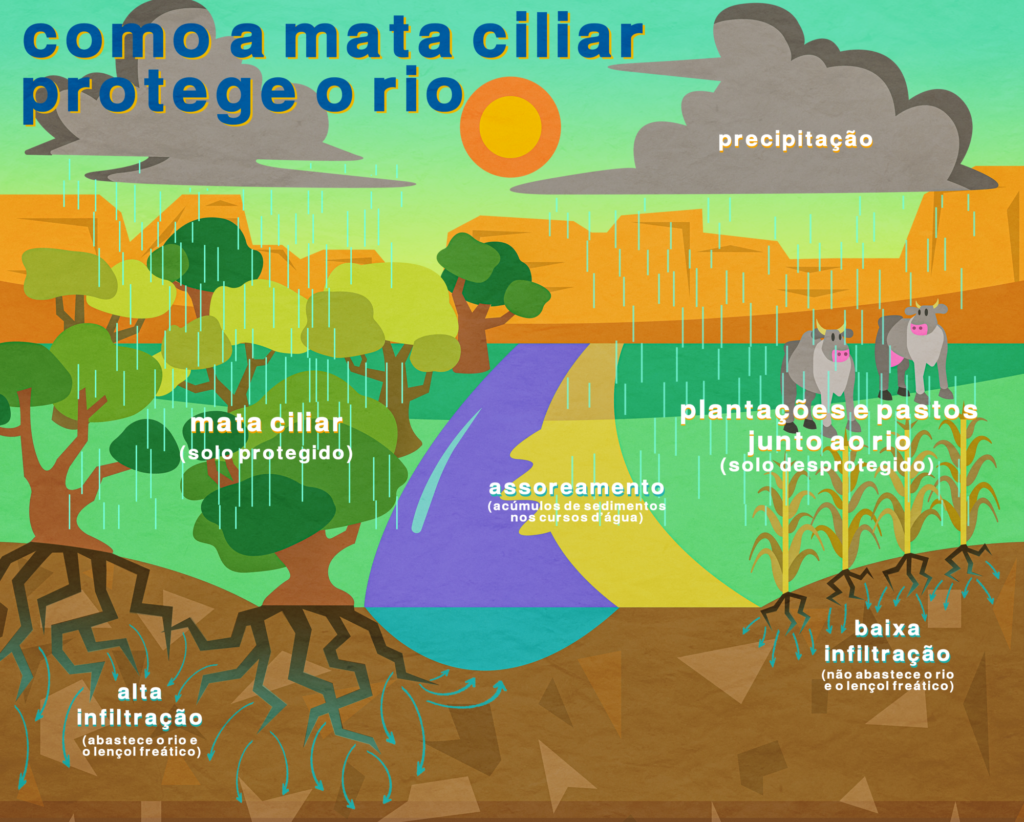 Ilustração: como a mata ciliar protege o rio